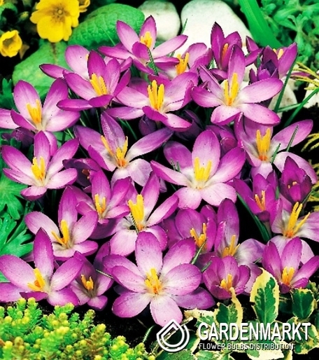Krokus Wiosenny Whitewell Purple 10 szt.