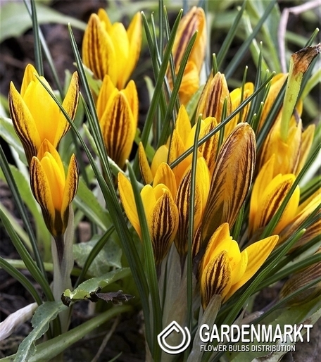 Krokus Wiosenny Zwanenburg Brozne 10 szt.