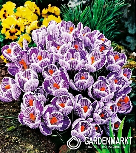 Krokus Wielkokwiatowy King Of Striped 10 szt.