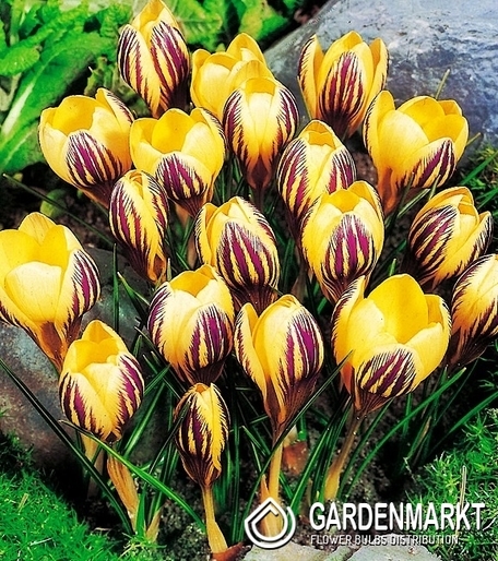 Krokus Wielkokwiatowy Saturnus 10 szt.