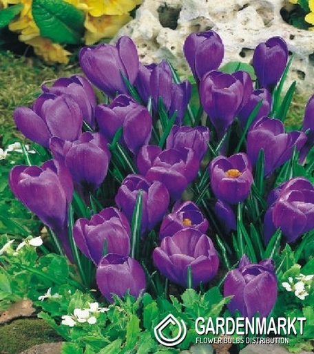 Krokus Wielkokwiatowy Victor Hugo 10 szt.