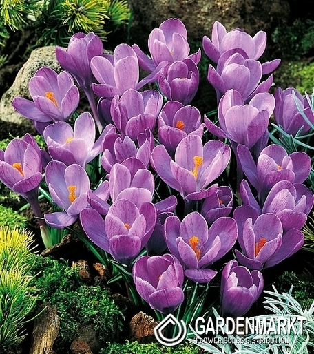 Krokus Wielkokwiatowy Grand Maitre 10 szt.