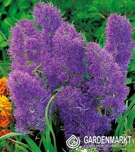 Muscari - Szafirek Plumosum 10 szt.