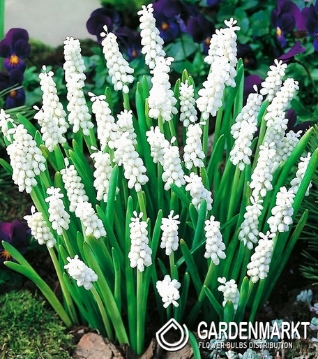 Muscari - Szafirek Album 10 szt.