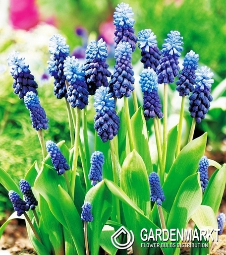 Muscari - Szafirek Latifolium 10 szt.