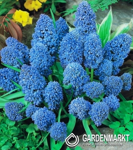 Muscari - Szafirek Blue Spike 10 szt.