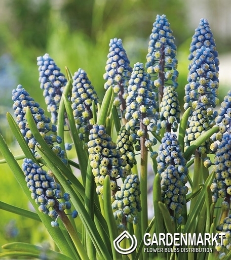 Muscari - Szafirek Saffier 10 szt.