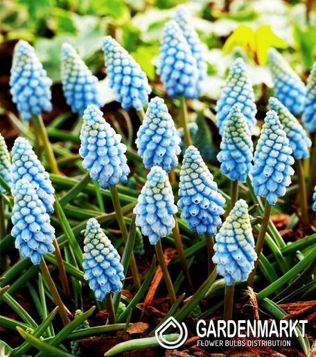 Muscari - Szafirek Valerie Finish 10 szt.