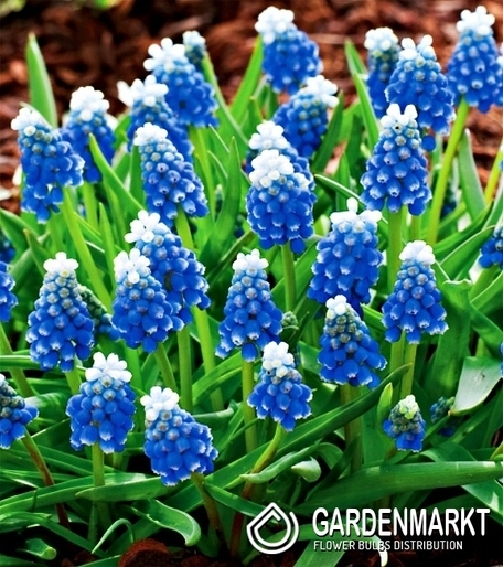 Muscari - Szafirek Touch Of Snow 10 szt.
