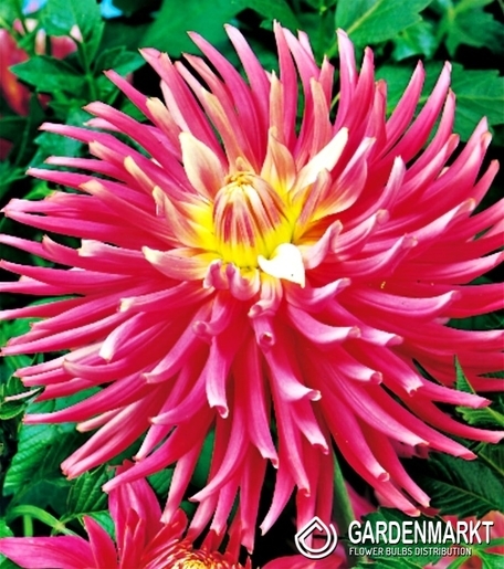 Dalia Kaktusowa Good Earth 1 szt.