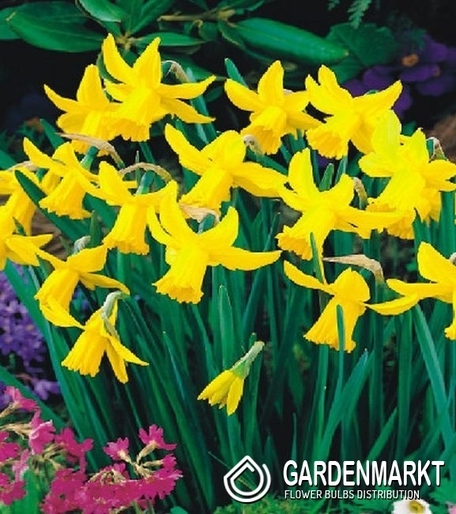 Narcyz Botaniczny February Gold 5 szt.