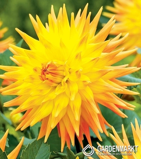 Dalia Kaktusowa Rising Sun 1 szt.