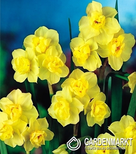 Narcyz Wielokwiatowy Yellow Cheerfulness 5 szt.