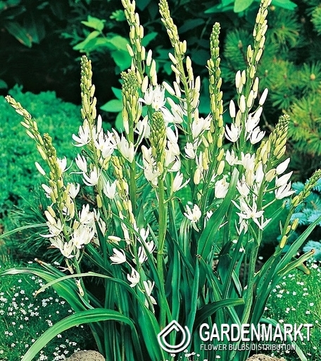Camassia - Kamasja Biała 1 szt.