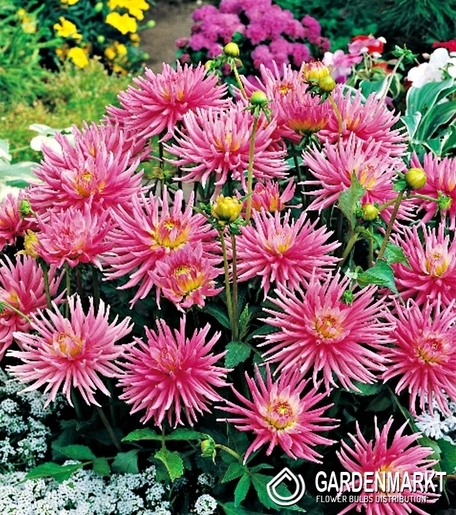 Dalia Kaktusowa Park Princess 1 szt.