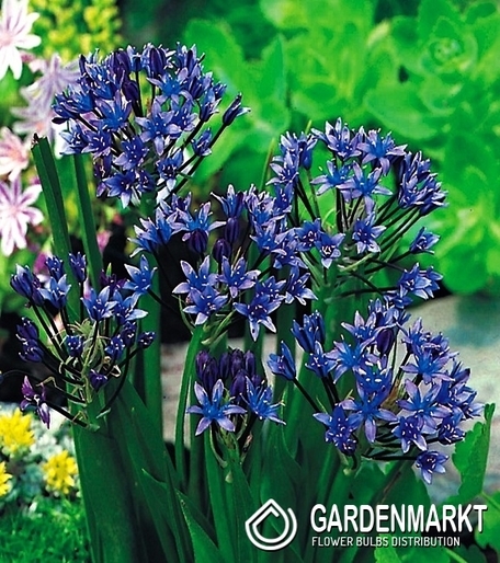 Scilla Peruviana - Cebulica Peruwiańska 1 szt.