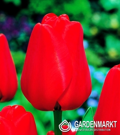 Tulipan Darwina Apeldoorn 5 szt.