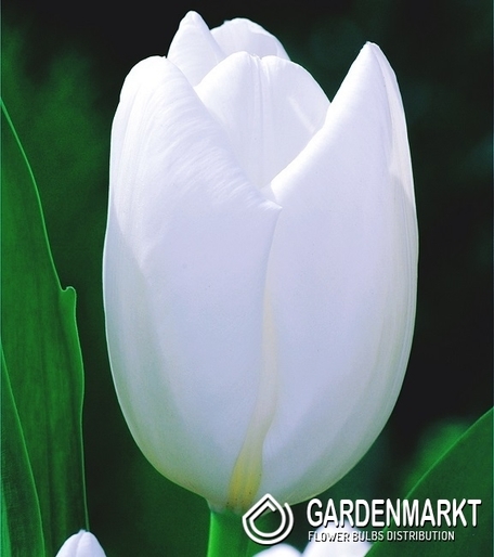 Tulipan Darwina Hakuun 5 szt.