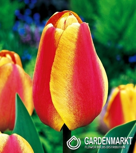 Tulipan Darwina Apeldoorn'S Elite 5 szt.