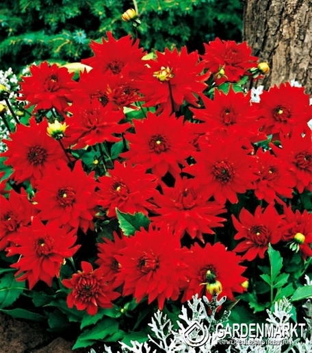 Dalia Kaktusowa Red Pigmy 1 szt.