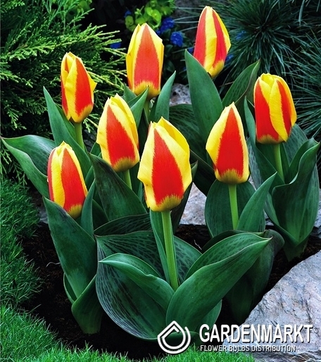 Tulipan Niski Stresa 5 szt.
