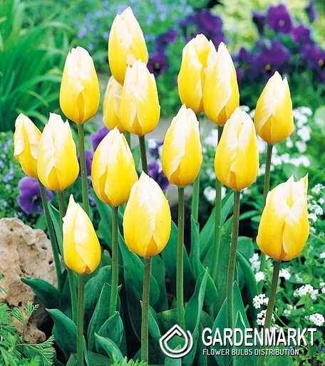 Tulipan Niski Sweet Heart 5 szt.