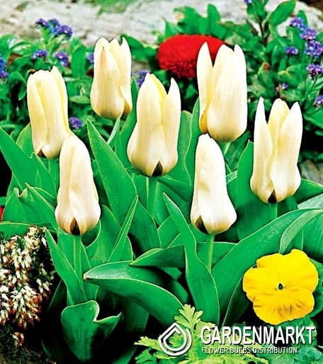Tulipan Niski Concerto 5 szt.