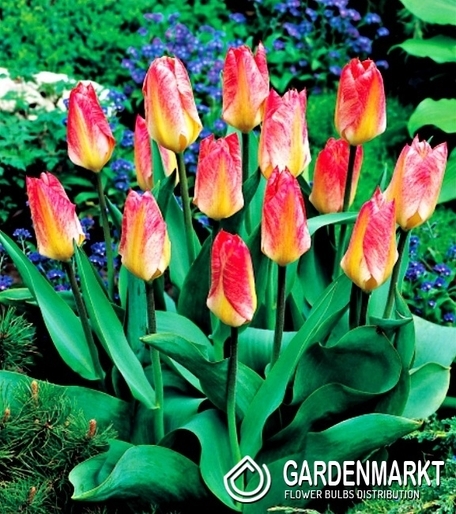 Tulipan Niski Flamming Emperor 5 szt.