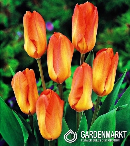 Tulipan Niski Fostera Orange Emperor 5 szt.