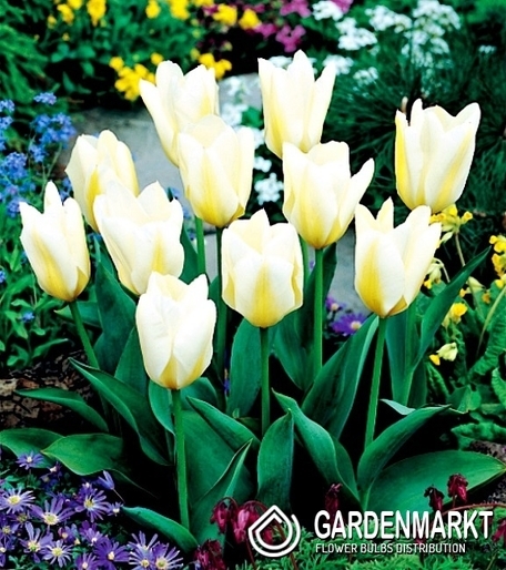 Tulipan Niski Fostera White Purissima 5 szt.