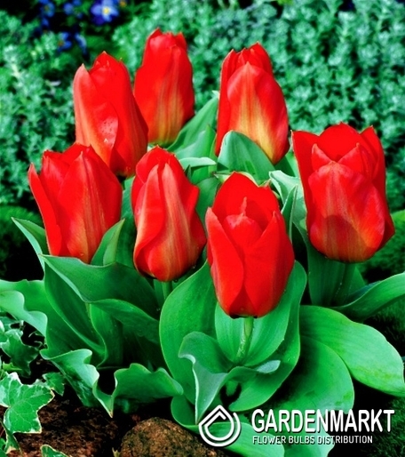 Tulipan Niski Fostera Princeps 5 szt.