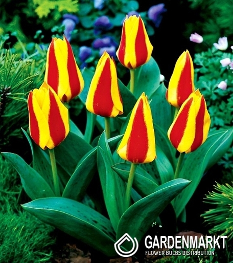 Tulipan Niski Greiga First Love 5 szt.