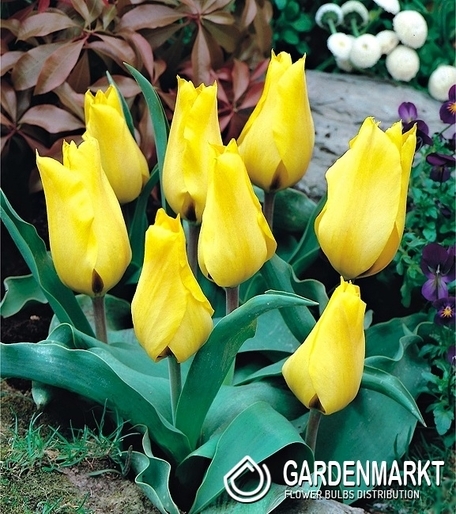 Tulipan Niski Greiga Gold West 5 szt.