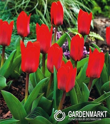 Tulipan Niski Kaufmanna Showinner 5 szt.