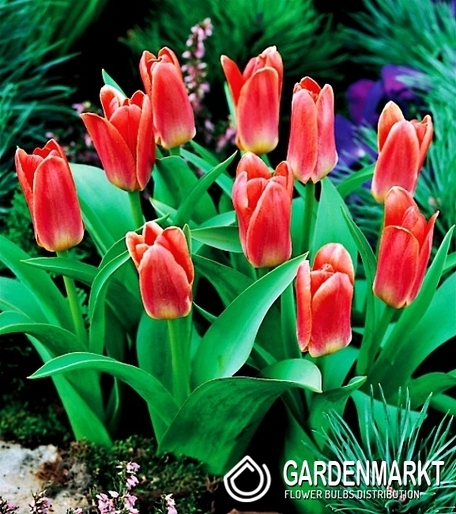 Tulipan Niski Kaufmanna Fashion 5 szt.