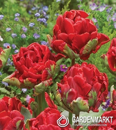 Tulipan Papuzi Rococo 5 szt.