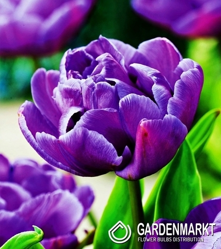 Tulipan Pełny Blue Diamond 5 szt.