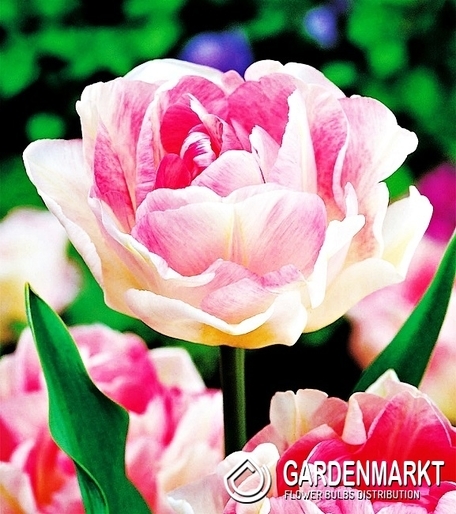 Tulipan Pełny Angelique 5 szt.