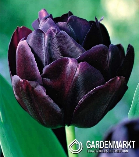 Tulipan Pełny Black Hero 5 szt.