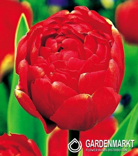 Tulipan Pełny Miranda 5 szt.