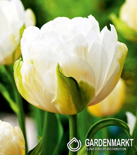Tulipan Lodowy Maureen Double 5 szt.