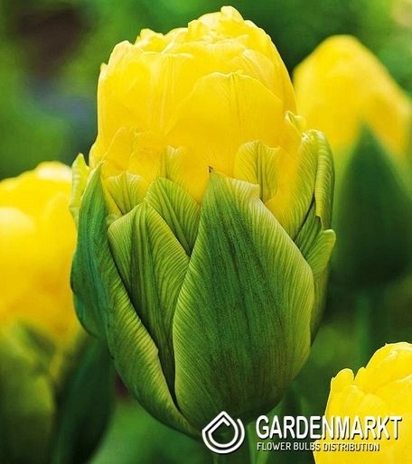 Tulipan Lodowy Double Beauty Of Apeldoorn 5 szt.
