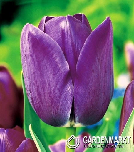 Tulipan Pojedynczy Późny Blue Aimable 5 szt.