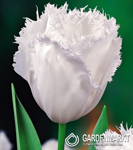 Tulipan Strzępiasty Honey Moon 5 szt.