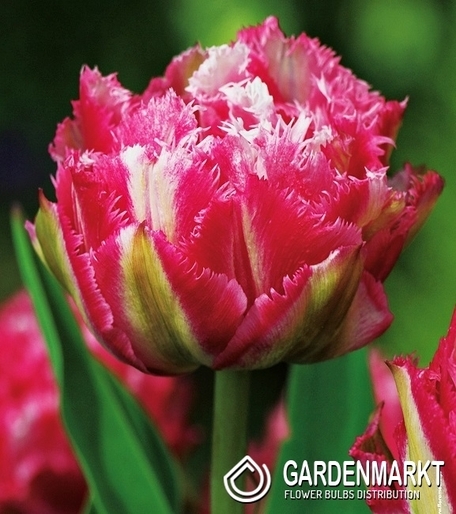 Tulipan Strzępiasty Crispion Sweet 5 szt.