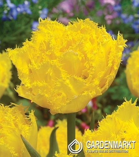 Tulipan Strzępiasty Exotic Sun 5 szt.