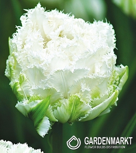 Tulipan Strzępiasty Snow Crystal 5 szt.