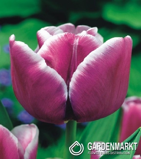 Tulipan Triumph Arabian Mystery 5 szt.