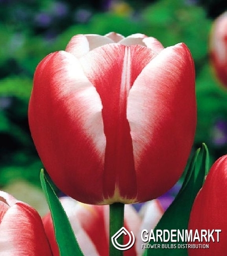 Tulipan Triumph Leen V/D Mark 5 szt.
