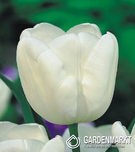 Tulipan Triumph White Dream 5 szt.